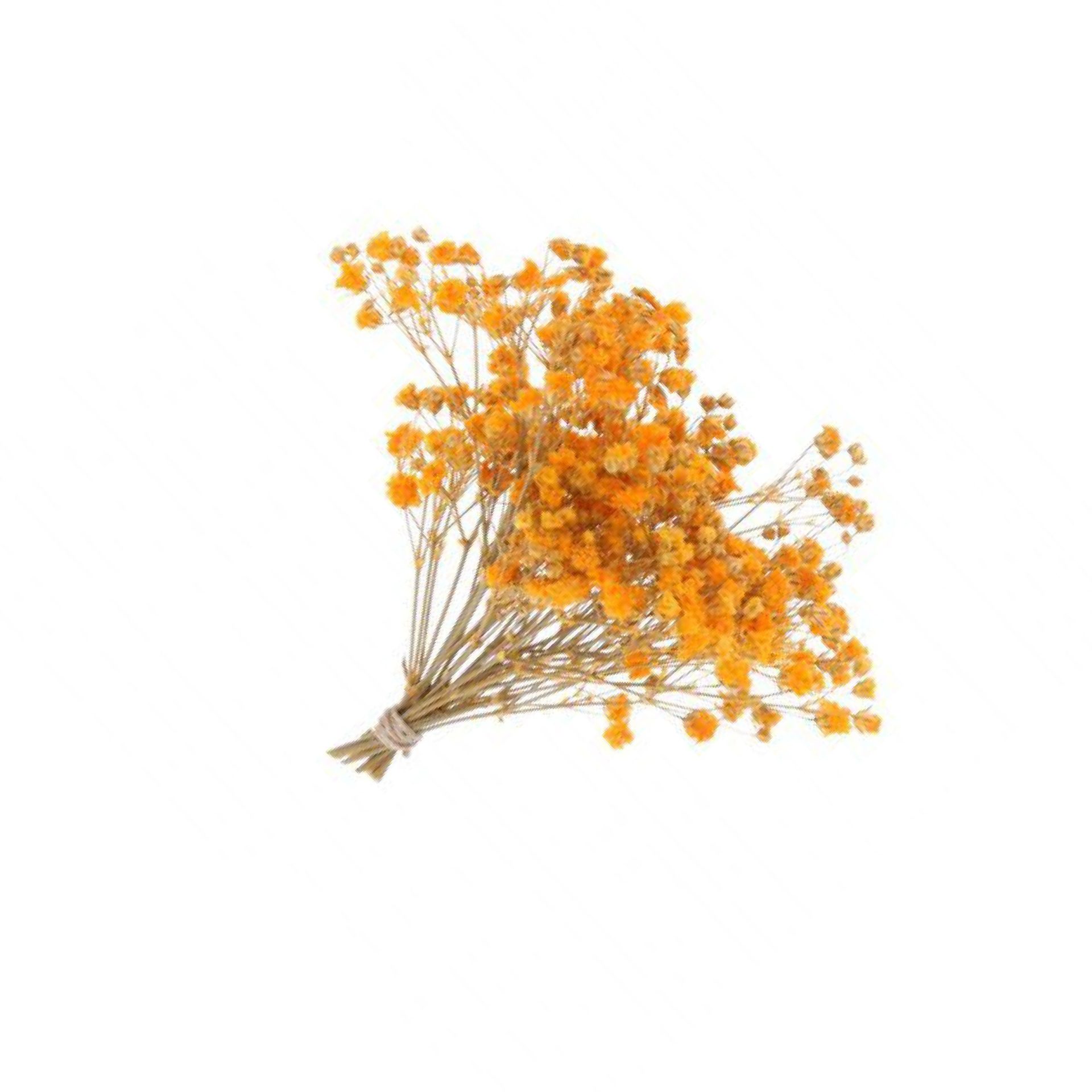 PANICULATA PRESERVADA NARANJA always yours
