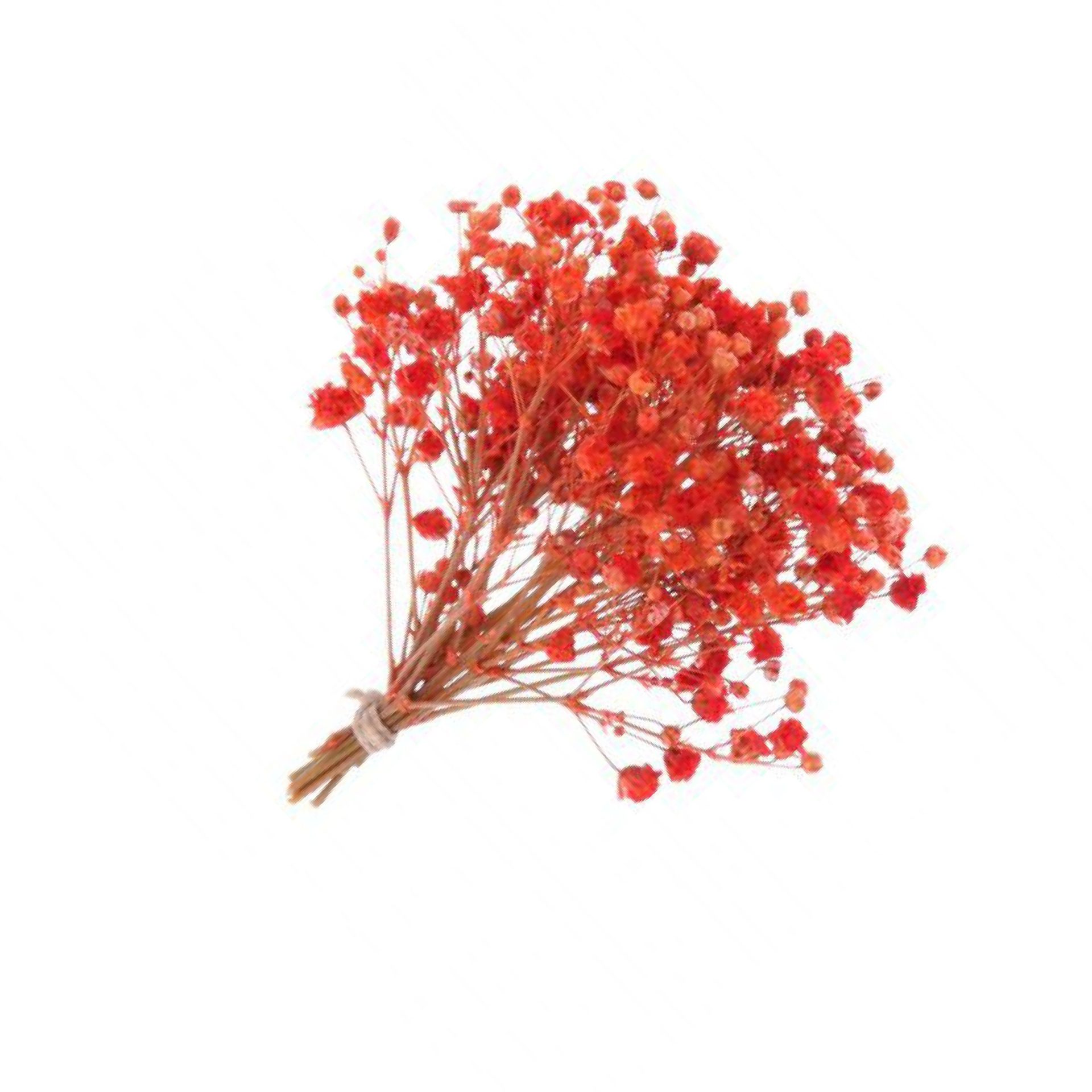 PANICULATA PRESERVADA ROJO always yours