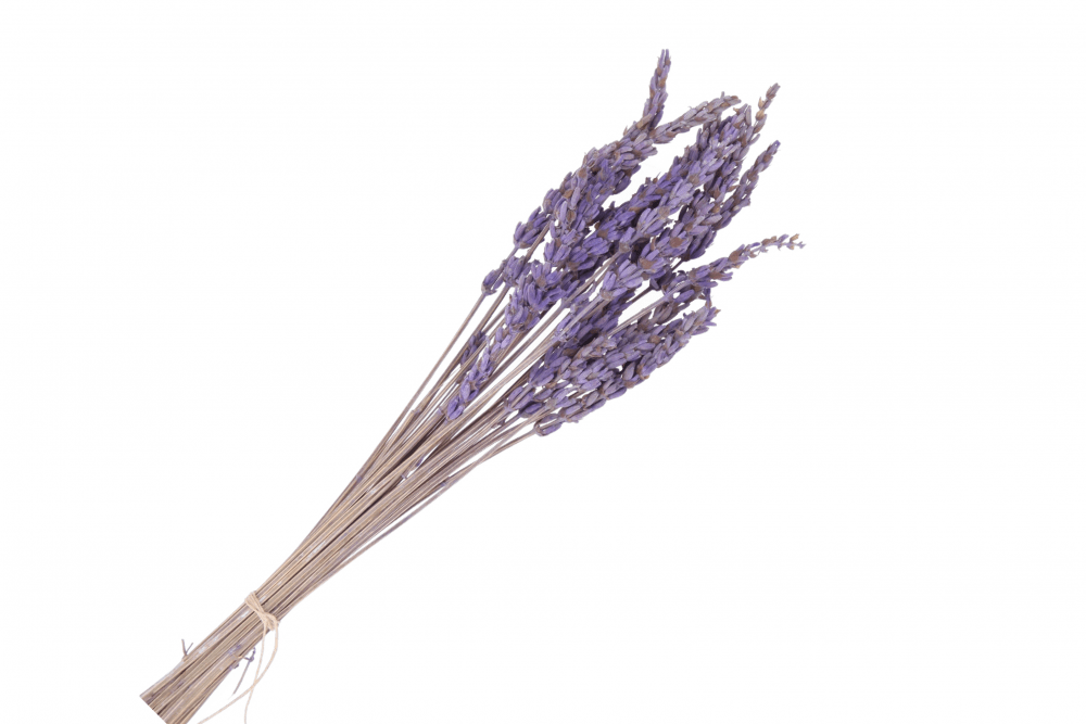 RAMO LAVANDA PRESERVADA