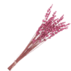 LAVANDA PRESERVADA FUCSIA