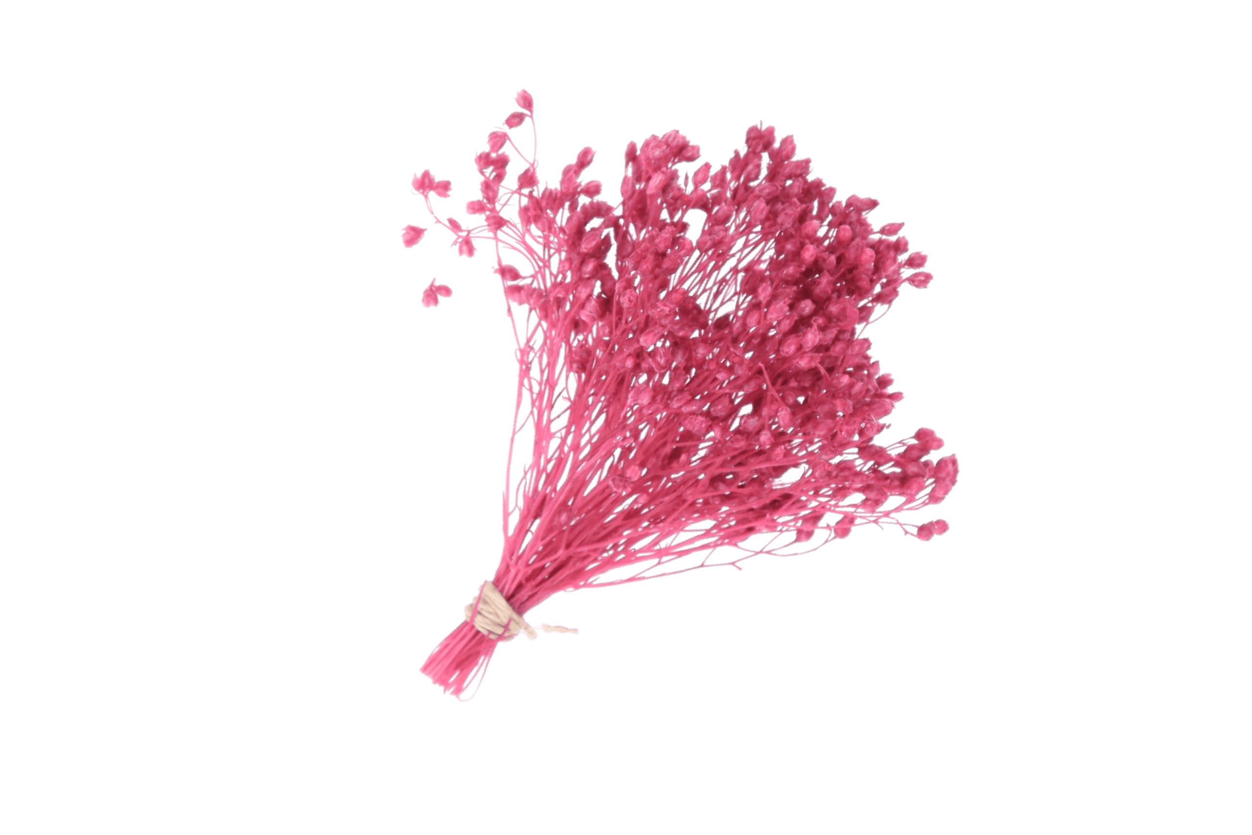RAMO BROOM PRESERVADO FUCSIA