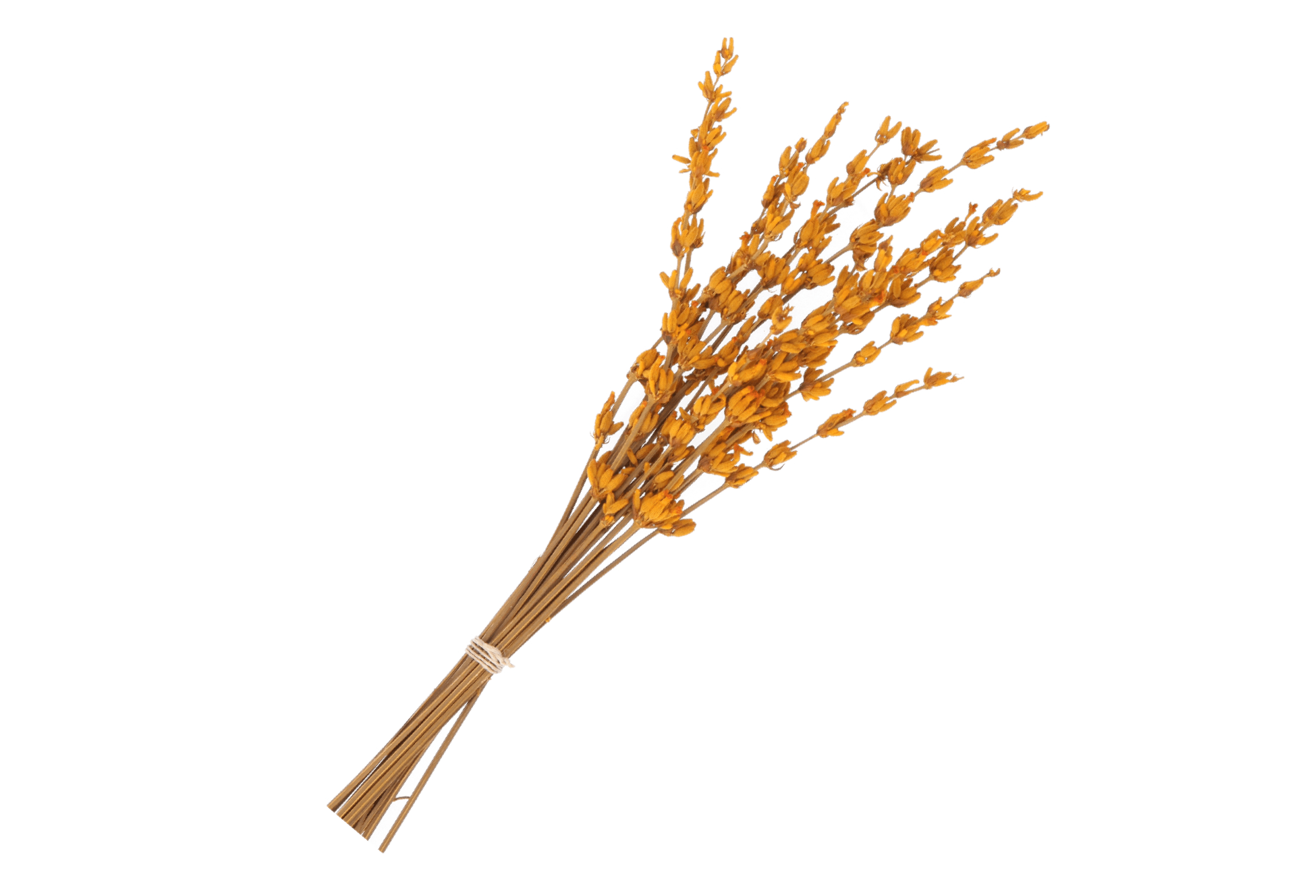 RAMO LAVANDA PRESERVADA NARANJA