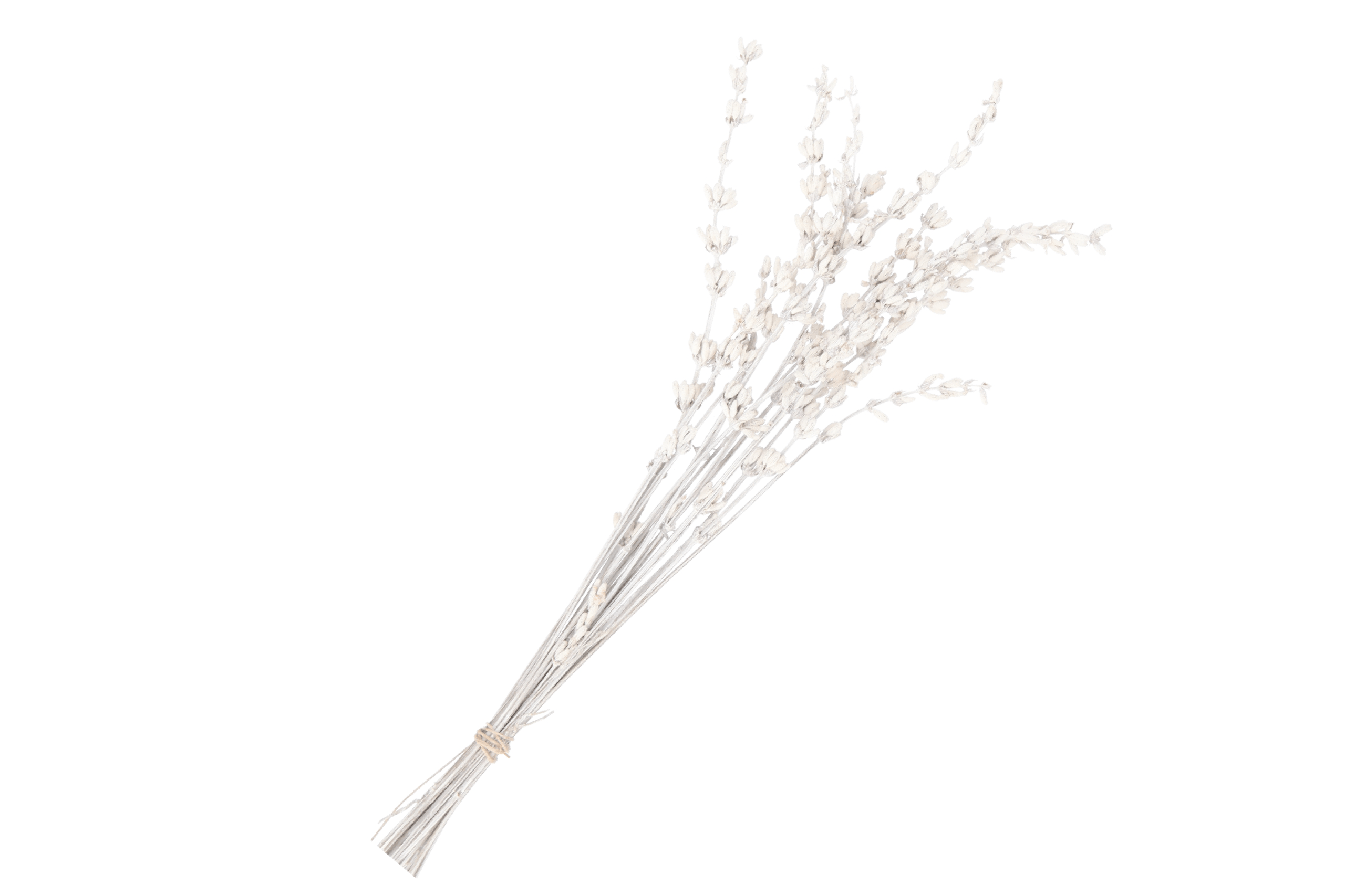 RAMO LAVANDA PRESERVADA BLANCO