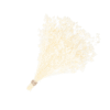 RAMO BROOM PRESERVADO BLANCO