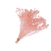 RAMO BROOM PRESERVADO NUDE