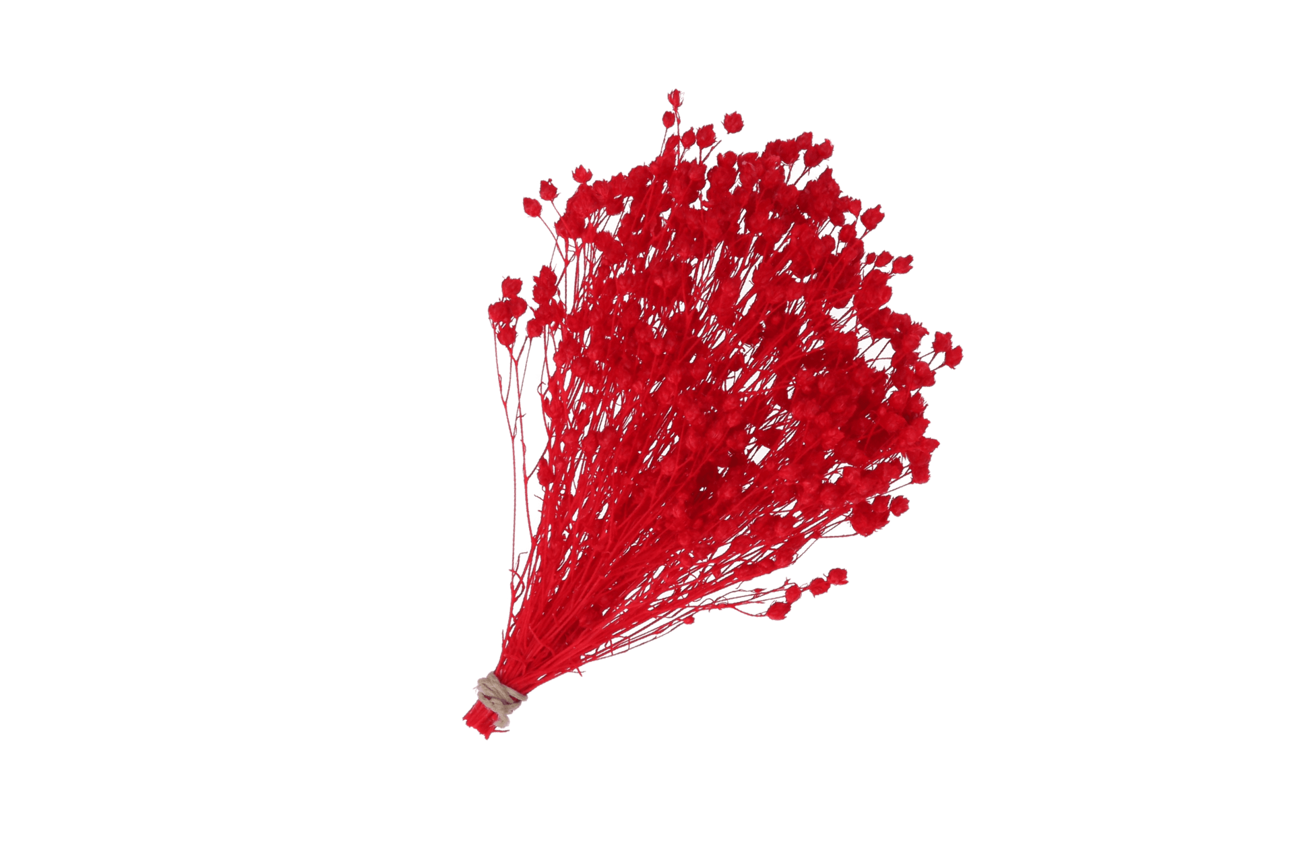 RAMO BROOM PRESERVADO ROJO
