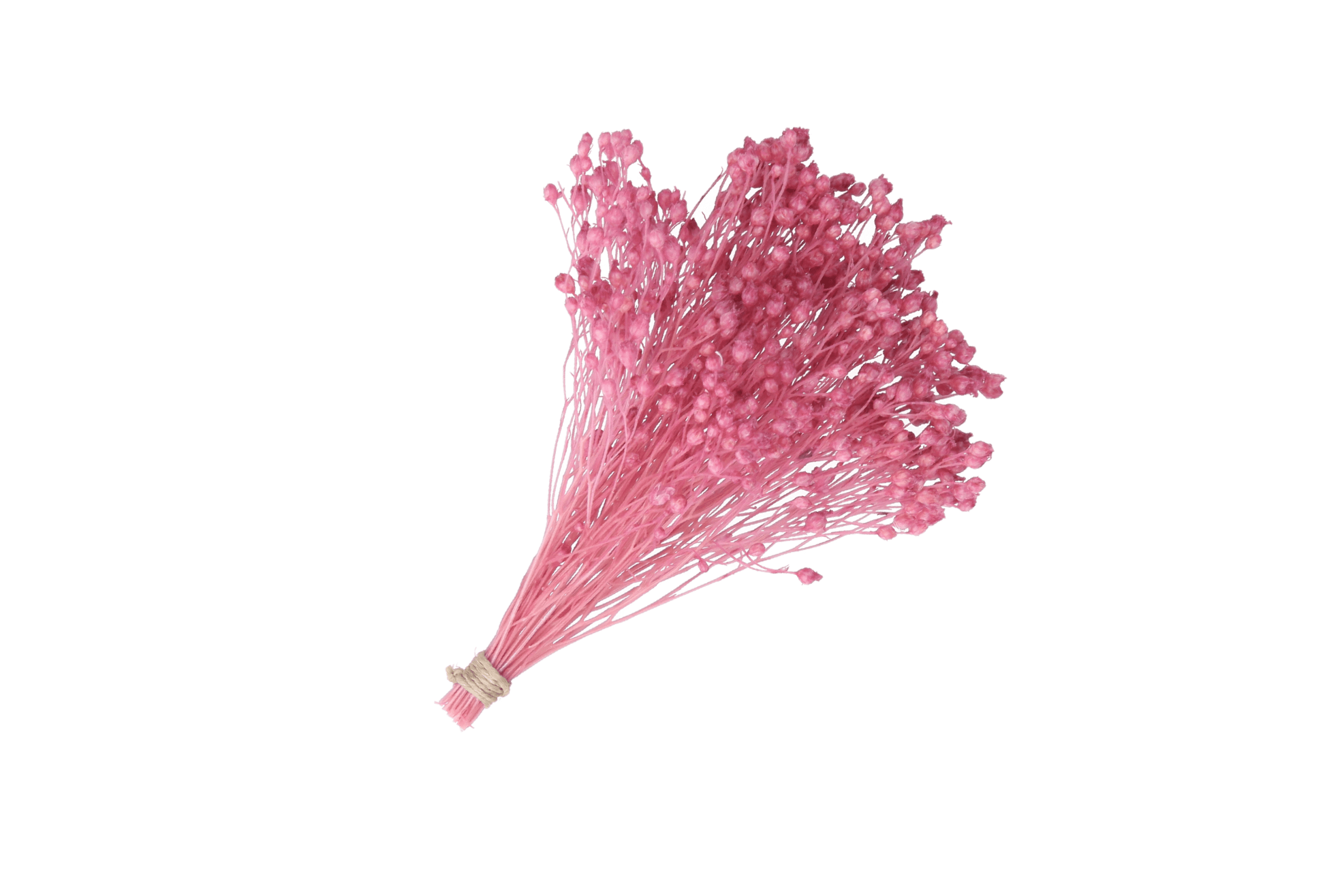 RAMO BROOM PRESERVADO ROSA